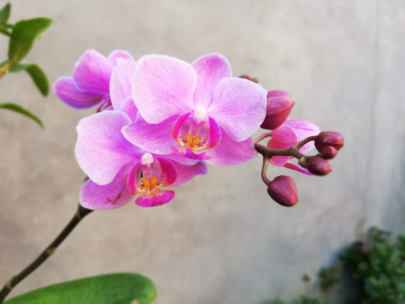 2K, freshness, vulnerability, close-up, outdoors, flower head, growth, plant, petal, inflorescence, pollen, botany, focus on foreground, orchid, fragility