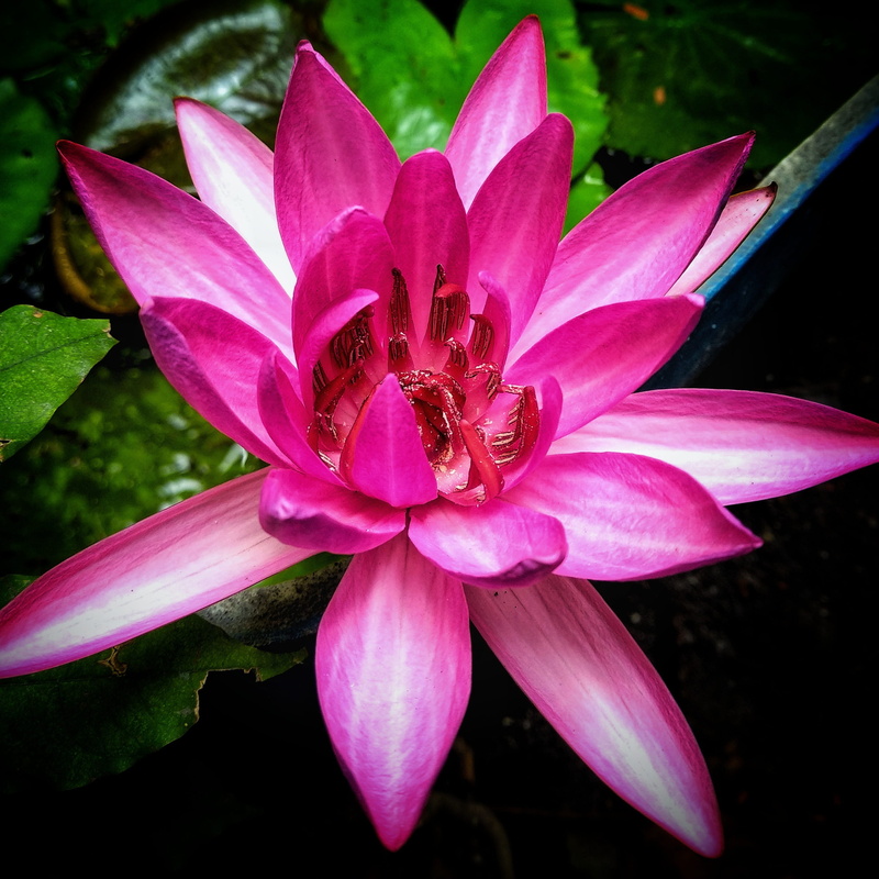 no people, pink, flaunted, lily, petal, pollen, inflorescence, pink color, flowering plant, freshness, flower head, flower, shower water, growth, leaf