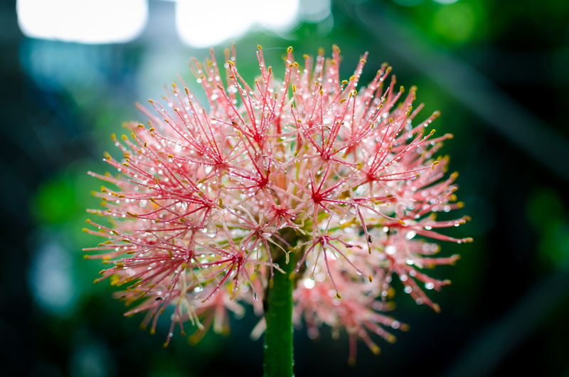 close-up, day, outdoors, sunlight, beautiful flowers, nice, natural, flowers in the sun, flaunted, tree, fragility, blooming, botany, dew drops on flowers