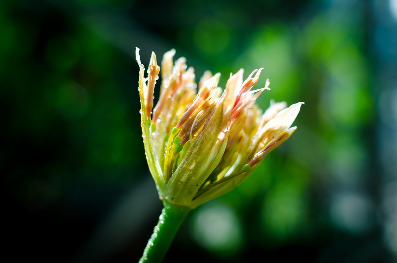 focus on foreground, fragility, outdoors, flowers in the sun, buds, flower, 4K, beginnings, nature, blooming, flower head, sepal, plant stem, fresh, freshness