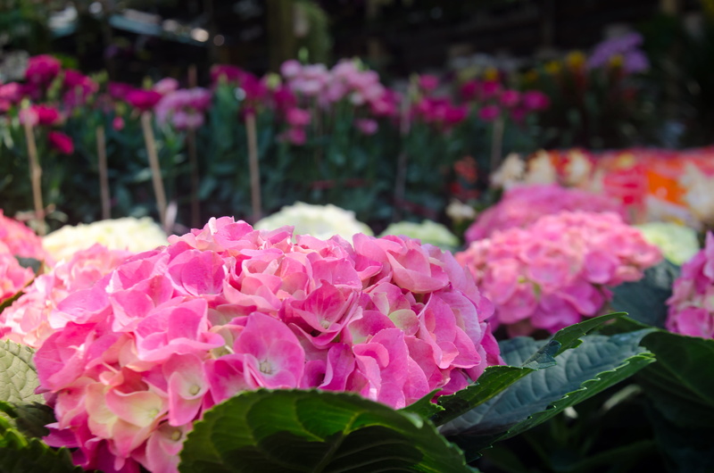 flower head, plant part, hydrangeas, park, vulnerability, fragility, bunch of flowers, petal, the garden, day, no people, freshness, pink color, 4K, inflorescence