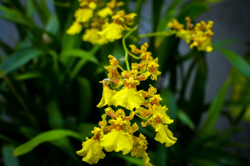 plant part, leaf, flower head, no people, yellow flowers, focus on foreground, coloring, nature, outdoors, beauty in nature, flowering plant, day, vulnerability