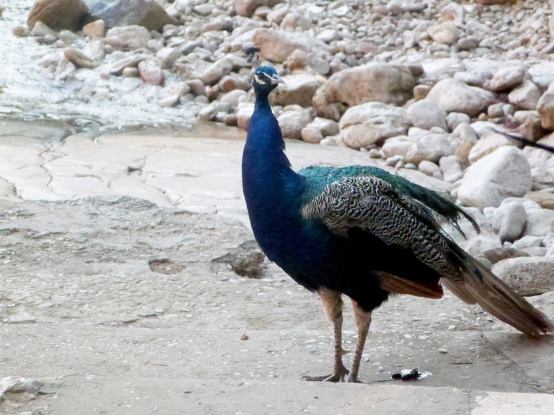 beak, wildlife, strut, beauty in nature, brilliant, peacock, attract, avian, proud, exhibition, field, vertebrate, animals in the wild, vibrant, nature