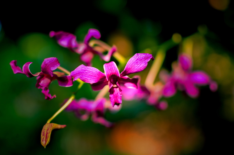 purple, beautiful flowers, background, orchids, leaf, vulnerability, nice, flower head, plant, color, close-up, fragility, beauty in nature, orchid, nature