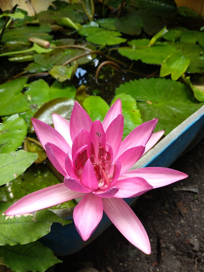 color, purple, beautiful flowers, pollen, natural, petal, 4K, flower head, flaunted, lotus water lily, leaf, outdoors, fragility, pink color, no people