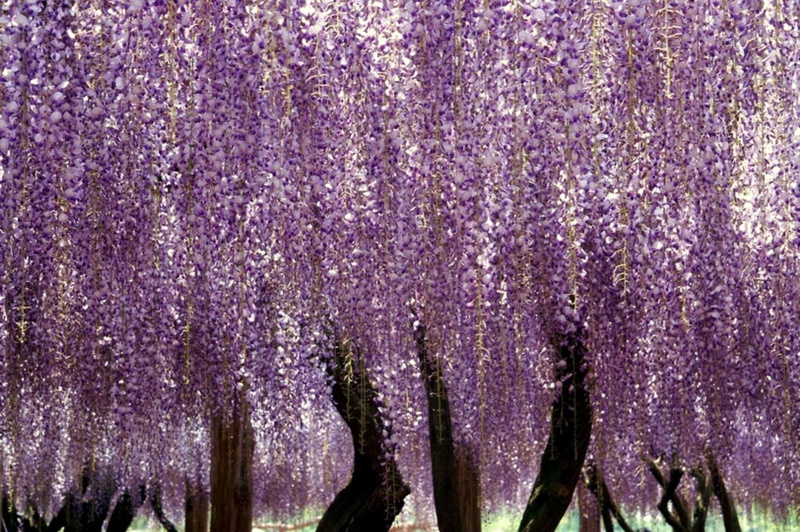 trellis, wisteria, purple wisteria, draping, 1080P, 3d and abstract, purple