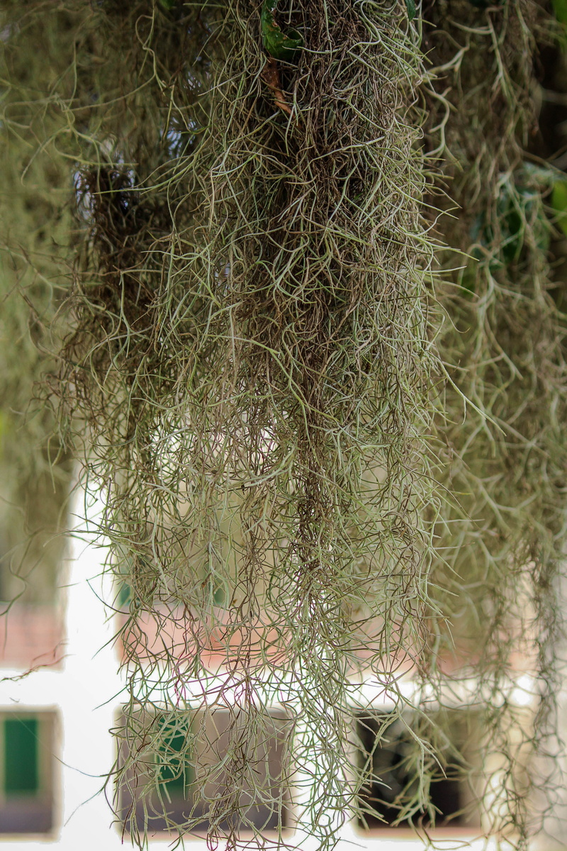 plant, cage, animal themes, backgrounds, metal, animals in the wild, nature, fishing industry, no people, hanging, epiphyte, Draping, complexity, selective focus
