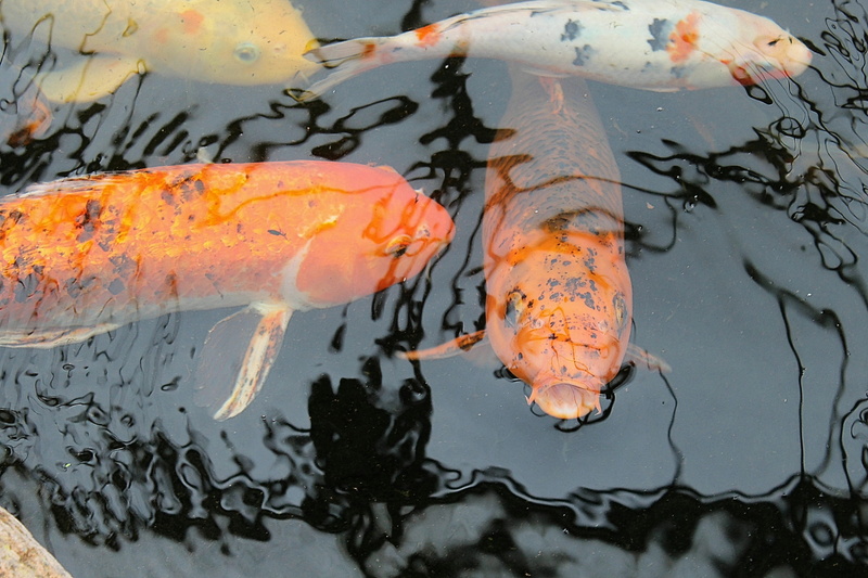 outdoors, vertebrate, orange color, koikarpfen, japanese, fish, carp, brocade carp, cyprinus carpio, swimming, animal, school of fish, pollution, animal wildlife