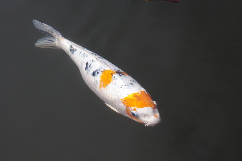 pond, saltwater fish, japanese, cultivar, 4K, animal wildlife, white, fish, sea life, orange color, animals in the wild, goldfish, koi, carp, studio shot