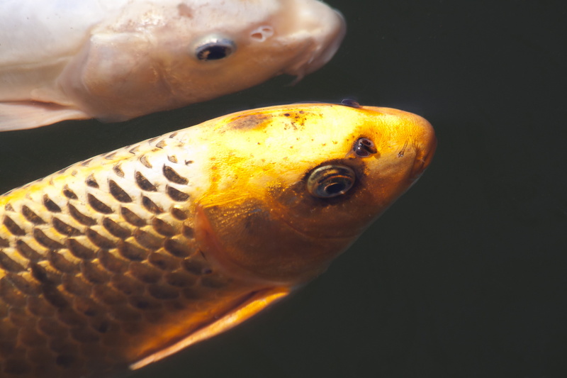 animal, Fish, one animal, food and drink, koi, cultivar, white, animal eye, animal wildlife, animal Scale, 4K, black background, animal themes, animals in the wild