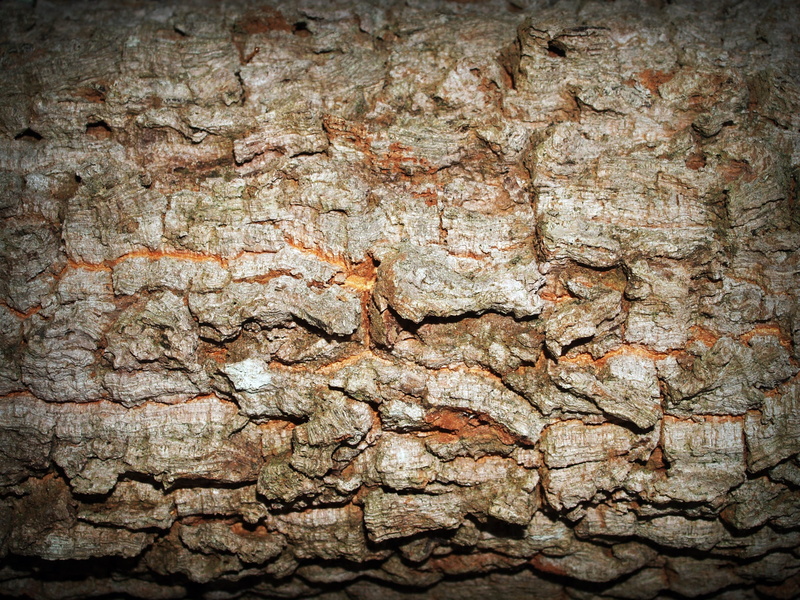 barn, skin, backgrounds, history, pattern, full frame, rugged, textured effect, plant, line, forestry, design, wall - building feature, wood, aging, board