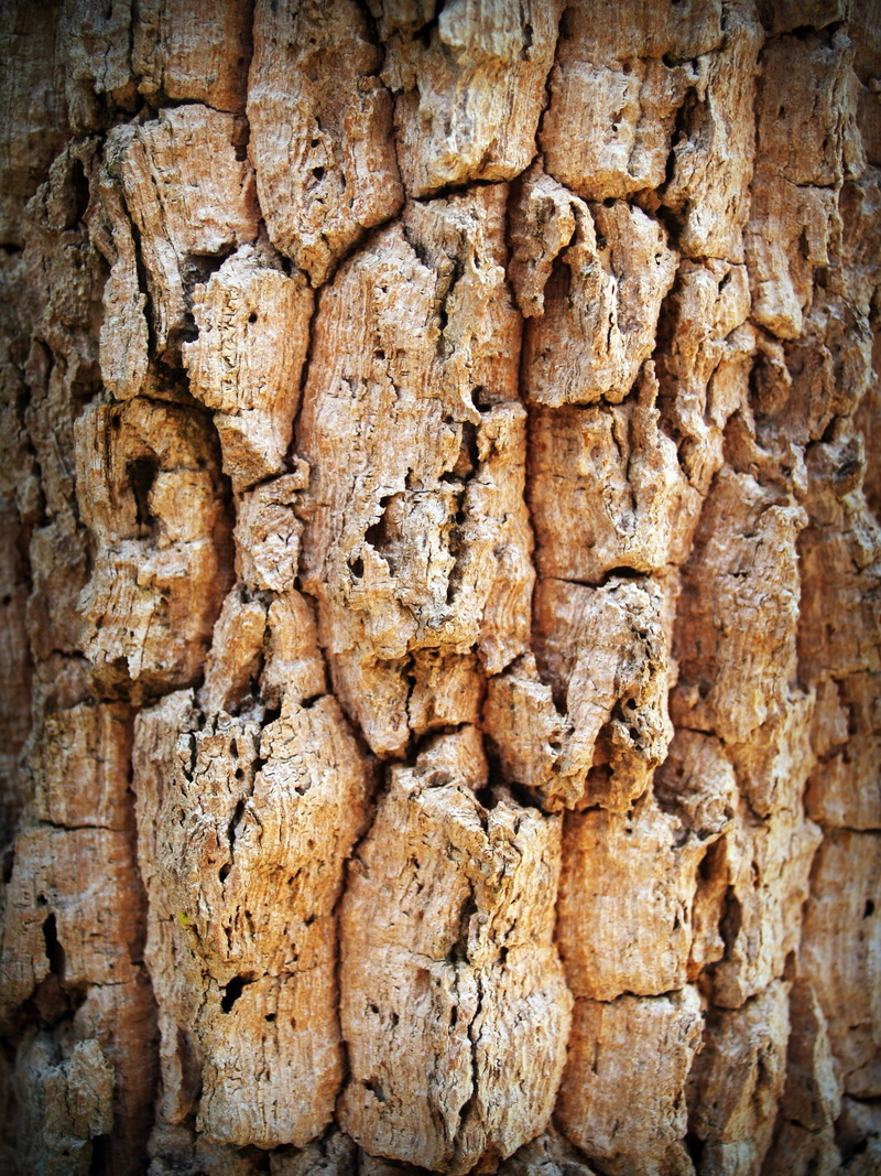 close-up, texture, plank, antique, weathered, dry, forest, no people, tree, grunge, natural, wooden, environment, rotten, protection, lumber, wood, day