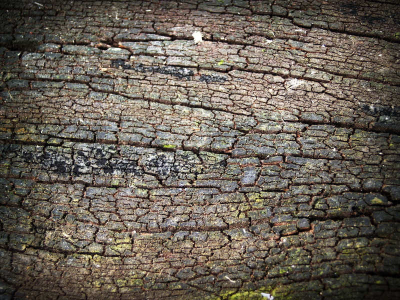 Tree, no people, corroded, forestry, rough, rotten, aging, pattern, grunge, Pine, rugged, material, forest, antique, plank, detail, weathered, plant, old