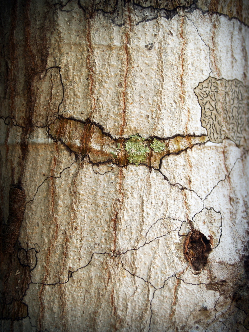 bark, no people, line, animal, material, day, texture, wood, cracked, close-up, insect, detail, tracery, weathered, built structure, pattern, abstract