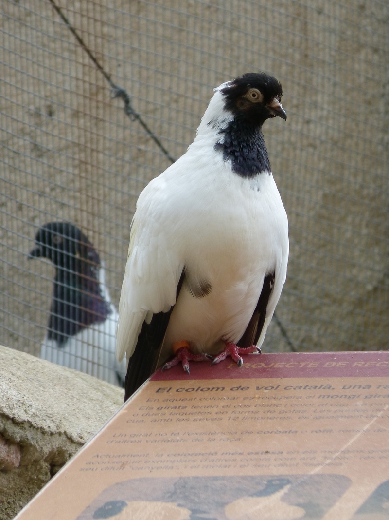metal, vertebrate, paloma, animal wildlife, bird, 2K, close-up, vol catalan colom, day, perching, one animal, catalan flying pigeon, nature, montsant