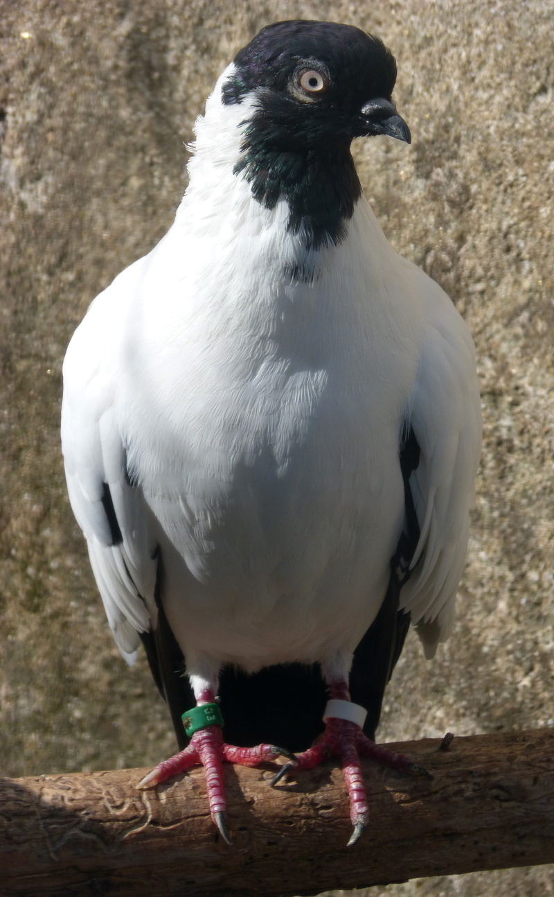 close-up, animal, looking, race, perching, priorat, animal wildlife, nature, beak, 4K, breeding, animal themes, animals in the wild, bird, white color