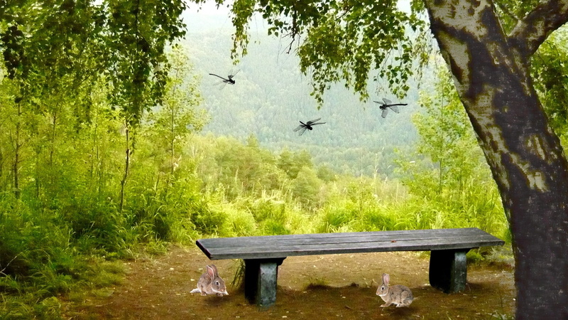 day, land, bench, park bench, animal wildlife, animal, growth, animal themes, furniture, seat, outdoors, flying, no people, tree, bird, furnishing, outdoor