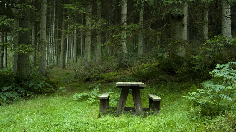 fence, absence, relax, water, sun, tranquility, tree trunk, no people, furniture, woodland, tree, park, 1080P, worm fence, bamboo - plant, wood, park bench