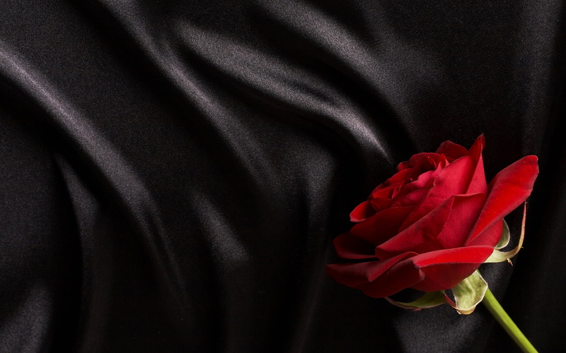 rose - Flower, silk, fragility, flower Head, decoration, satin, studio shot, colors, plant, single Flower, black background, rose, vulnerability, backgrounds
