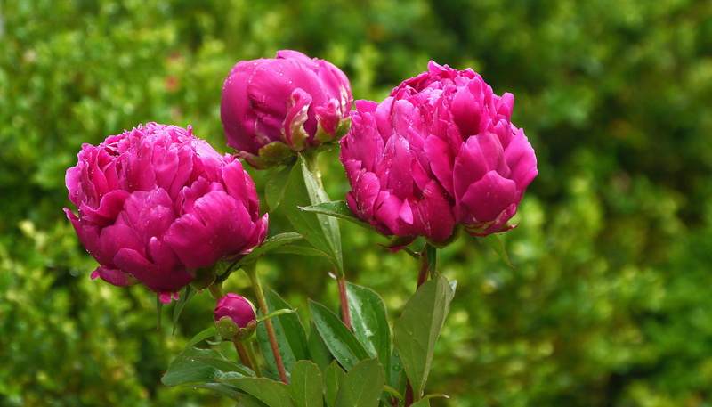 ornamental garden, peonies, images flowers, perennial plants, vulnerability, flower images, freshness, no people, purple, flower, beauty in nature, flowerbed
