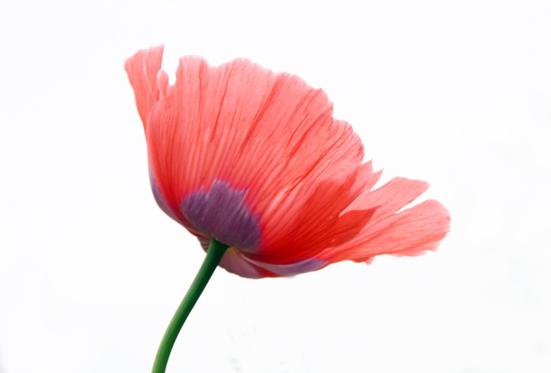 poppies, purple, red, single, flower Head, poppy, flower, 2K, petal, pink Color, close-up, nature, single Flower, plant, beauty In Nature