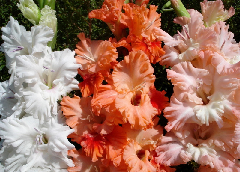 flowers, 1080P, nature, gladioli, flower