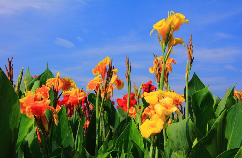 beauty In Nature, stem, springtime, tulip, growth, grass, verdure, multi Colored, inflorescence, flowerbed, lilies, backgrounds, vibrant Color, colors