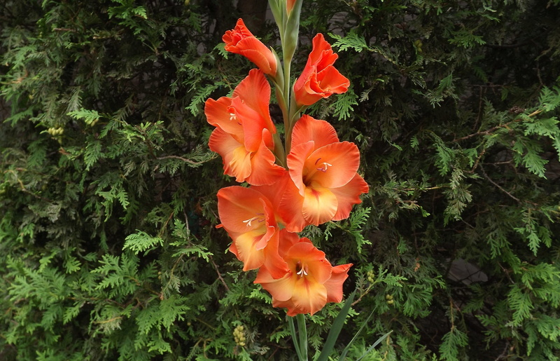 2K, gladioli, flower, flowering plant, day, fragility, field, flower head, vulnerability, no people, plant, pollen, growth, close-up, garden, petal, flowers