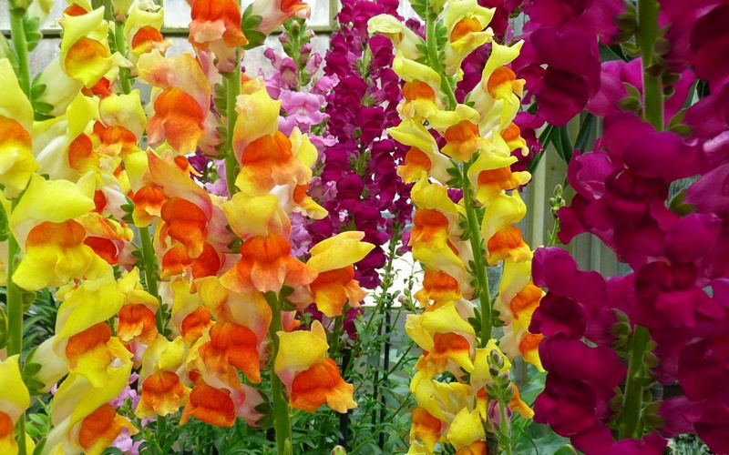 garden, bright, flowers, gladioli, colorful, green, 2K