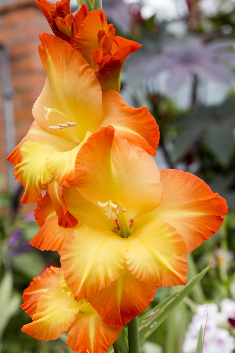 orange, petal, flowers, isolated, bud, vulnerability, focus on foreground, bouquet, background, design, Flower, day, painting, close, no people, drawing