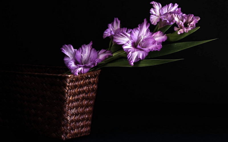 flower arrangement, nature, petal, inflorescence, close-up, copy space, freshness, pink color, Basket, still life, 1080P, fragility, indoors, vulnerability