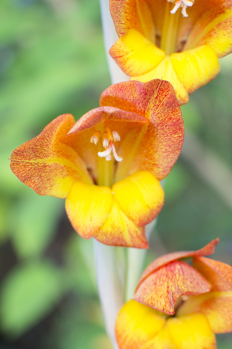 4K, focus on foreground, gladiolus, outdoors, freshness, yellow, inflorescence, orange, orange color, gladioli, flower, beauty in nature, flowering, fragility