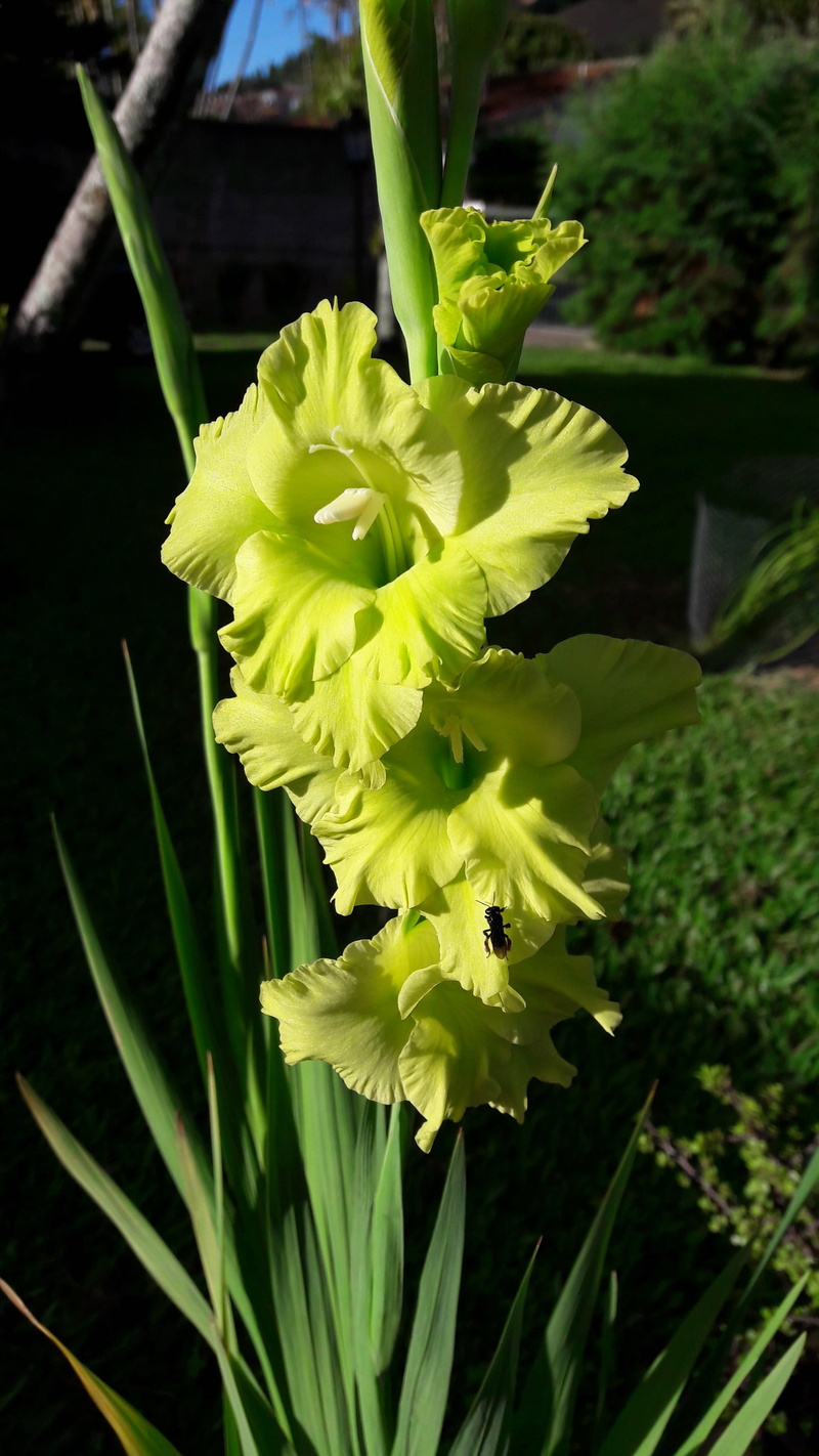 garden, 2K, bee, beauty in nature, green color, vulnerability, flower head, plant part, close-up, fragility, bloom, yellow, sunny, no people, flower, spring