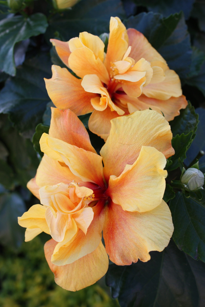 freshness, bloom, yellow, day, fragility, flowering plant, blossom, plant, 4K, vulnerability, plant part, no people, nature, gladioli, inflorescence, pollen