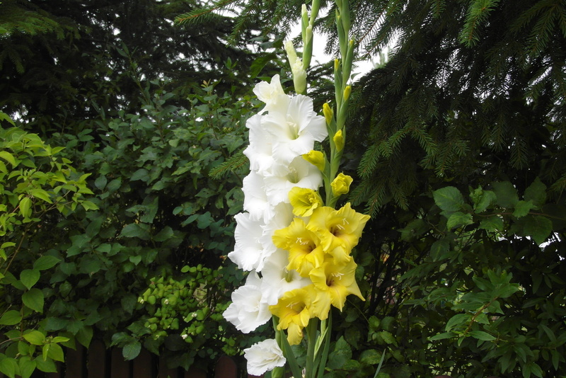 gladioli, yellow, beauty in nature, no people, flower head, nature, white color, growth, fragility, close-up, day, freshness, leaf, plant, inflorescence