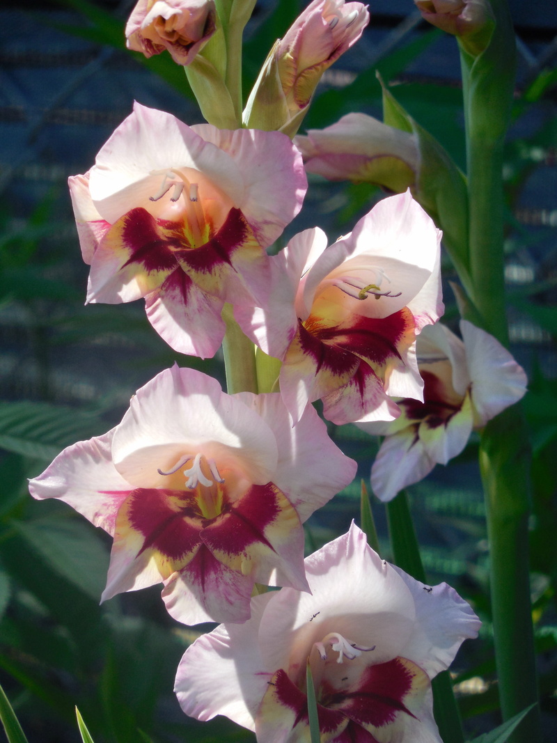 decorative, blossom, springtime, inflorescence, vulnerability, botany, Flower, gladioli, white, flower head, gardening, fragility, 4K, growth, beauty in nature