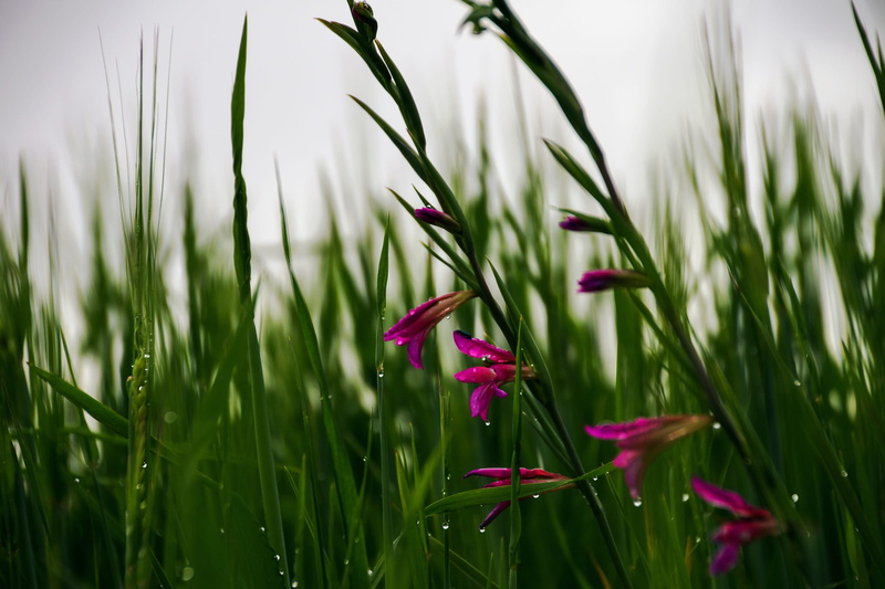 close-up, flower, plants, tranquility, Wheat, field, flora, no People, springtime, Campaign, nature, macro, beauty In Nature, growth, fragility, freshness