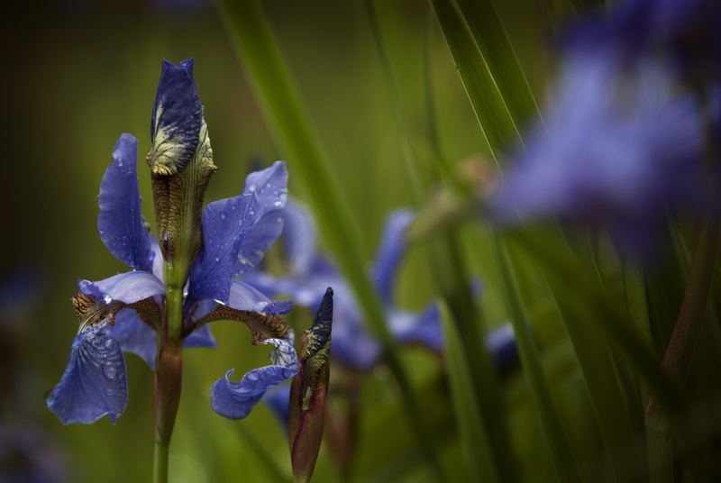 botany, spring, vulnerability, green, fragility, petal, nature, closeup, flowers, blue, no people, inflorescence, growth, purple, discount flower, freshness