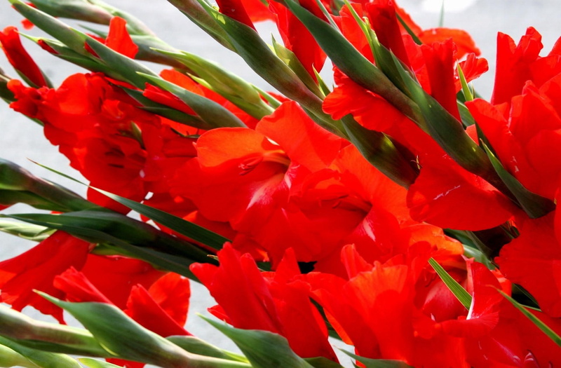 gladioli, red, 1080P, flowers