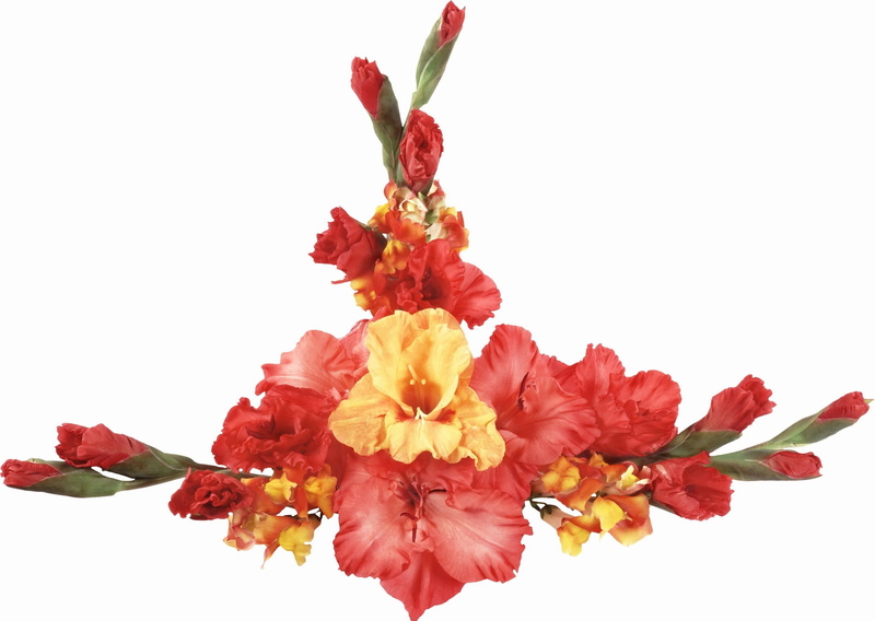 flower arrangement, cut out, vulnerability, flower, Gladioli, no people, nature, red, freshness, Bouquet, petal, Buds, beauty in nature, fragility, indoors