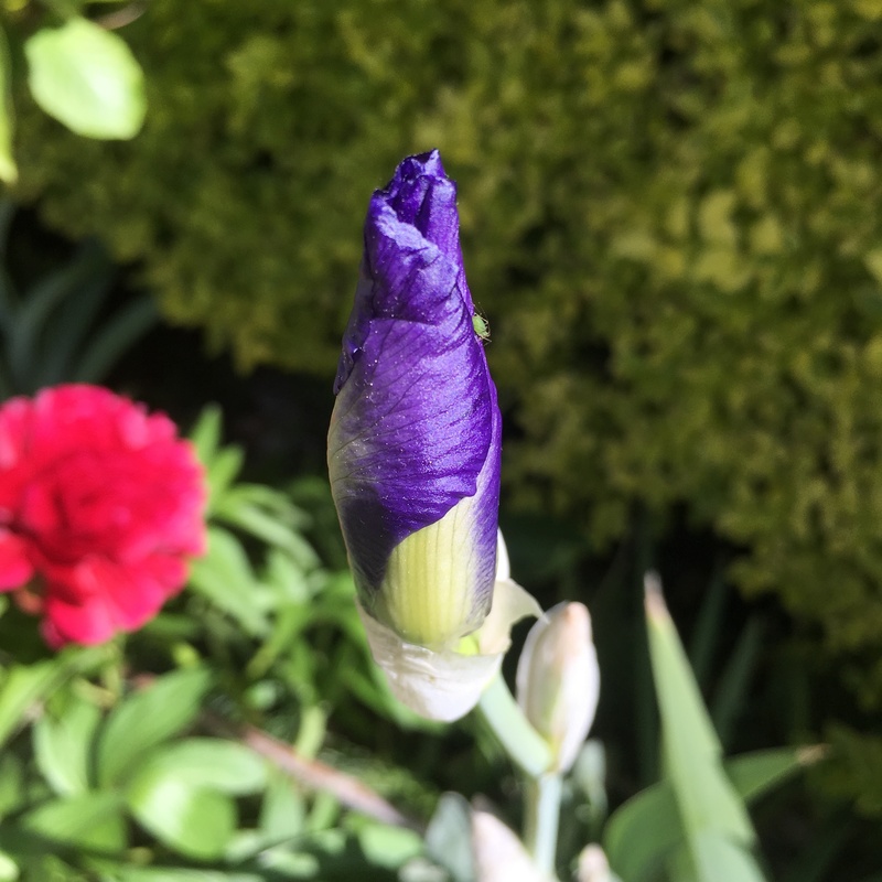 no people, aphid, flowering plant, inflorescence, bug, green color, sun, springtime, summer, fragility, spring, blossom, close-up, focus on foreground