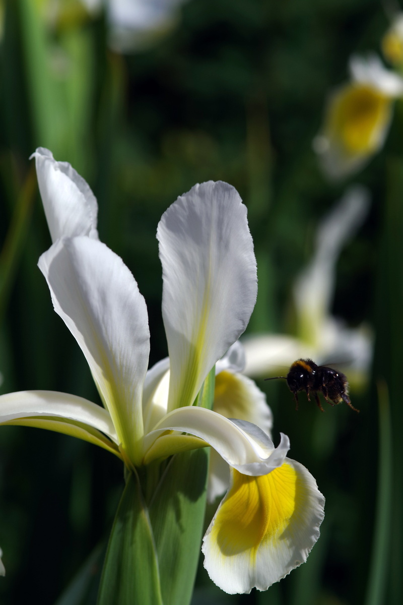 gladioli, close-up, insect, petal, freshness, animal wildlife, outdoors, bee, vulnerability, flowering plant, iris - plant, animals in the wild, plant