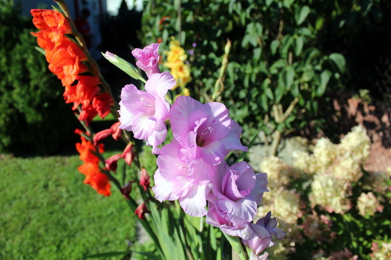 outdoors, vulnerability, gladioli, gladiole, pink color, garden, garden flowers, freshness, petal, home garden, flower, nature, close-up, inflorescence