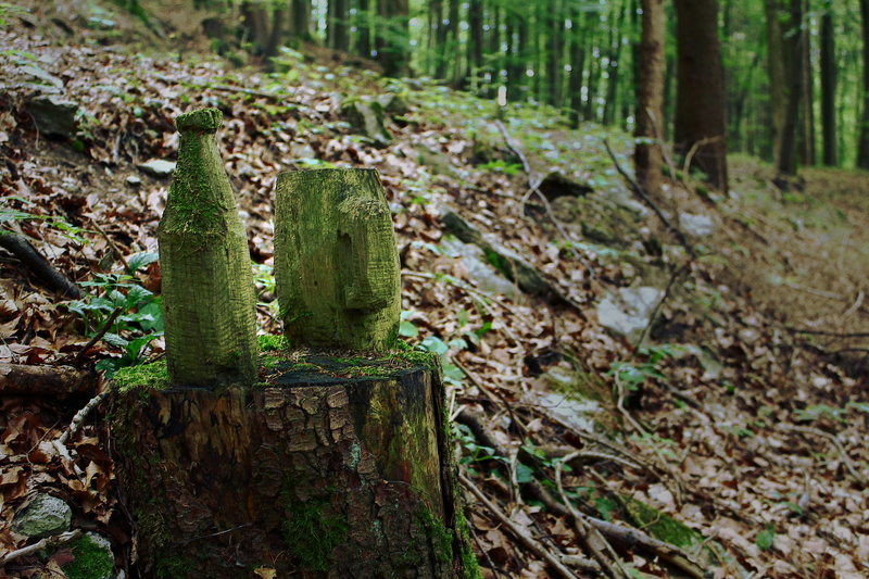krug, forest, beer, day, wood, tree, outdoors, bark, tranquility, land, wood - material, beauty in nature, cactus, tree trunk, plant part, bottle, craft