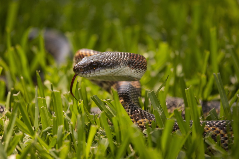 snake, reptile, animal, texas  rat  snake, wildlife, grass, brown snake, tongue, Texas Rat Snake, 5K, nature, austin  lake, water, brown, poisonous