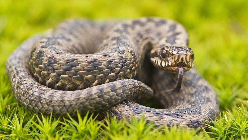 1080P, grass, wildlife, brown, bokeh, animals, snake, black, snakes