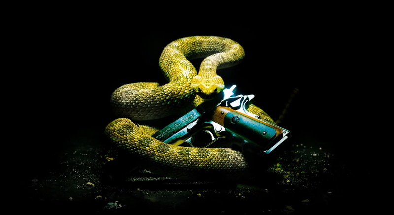 one animal, animal scale, close-up, Hitman, yellow, 720P, reptile, video game, night, nature, indoors, hitman absolution, studio shot, animals in the wild