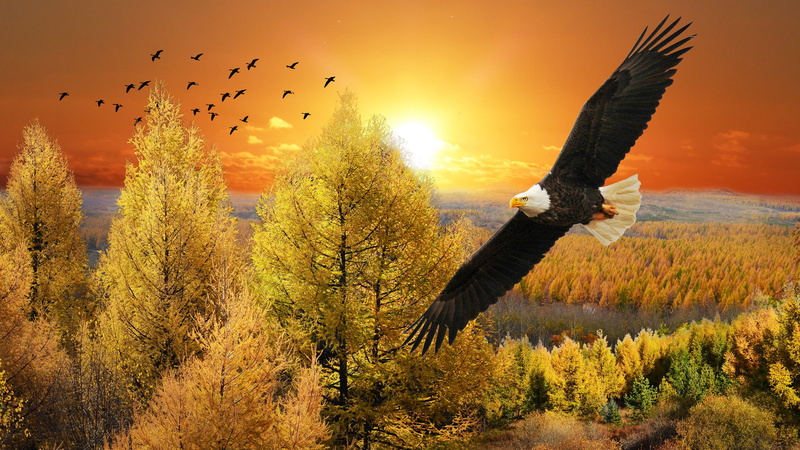 height, look, pack, bird, flies, the sky, forest, trees, wingspan, horizon, clouds, rendering, birds, flight, nature, bald eagle, autumn, sunset, 4K, landscape