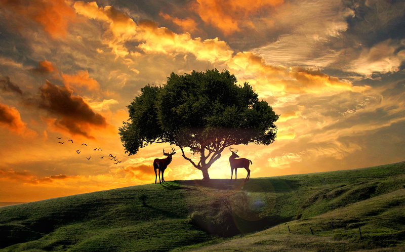 hills, light, silhouettes, the sky, photoart, art, the sun, summer, pack, pair, deer, birds, rendering, two, hill, field, two deer, sunset, tree, 2K, clouds