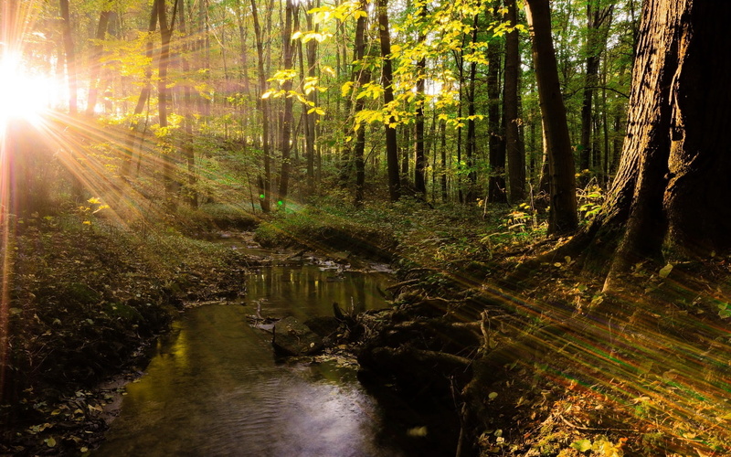720P, sun, wood, light, beams, modulations, trees